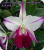 Lc. Mem. Robert Strait Islander Delights